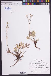 Potentilla diversifolia image