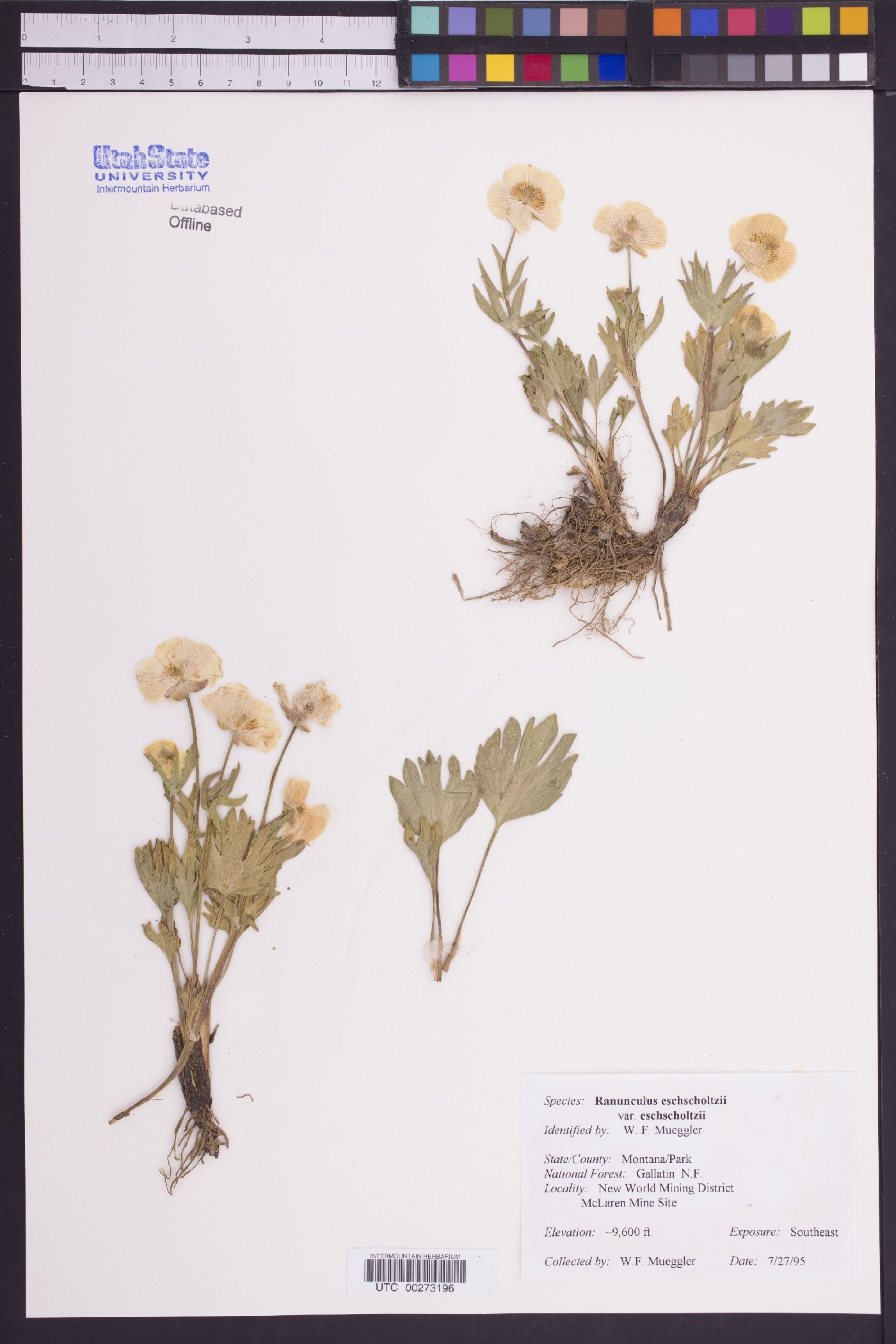 Ranunculus eschscholtzii var. eschscholtzii image