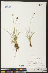 Carex nigricans image