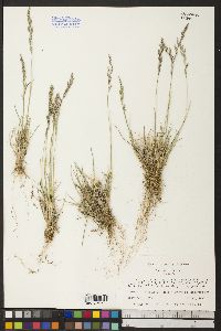 Poa epilis image