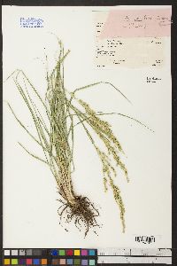 Poa secunda var. juncifolia image