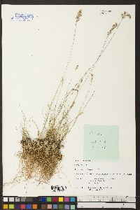 Poa epilis image