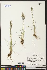 Poa epilis image