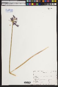 Image of Brodiaea grandiflora