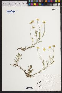 Eriophyllum lanatum image