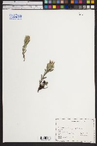 Castilleja pulchella image