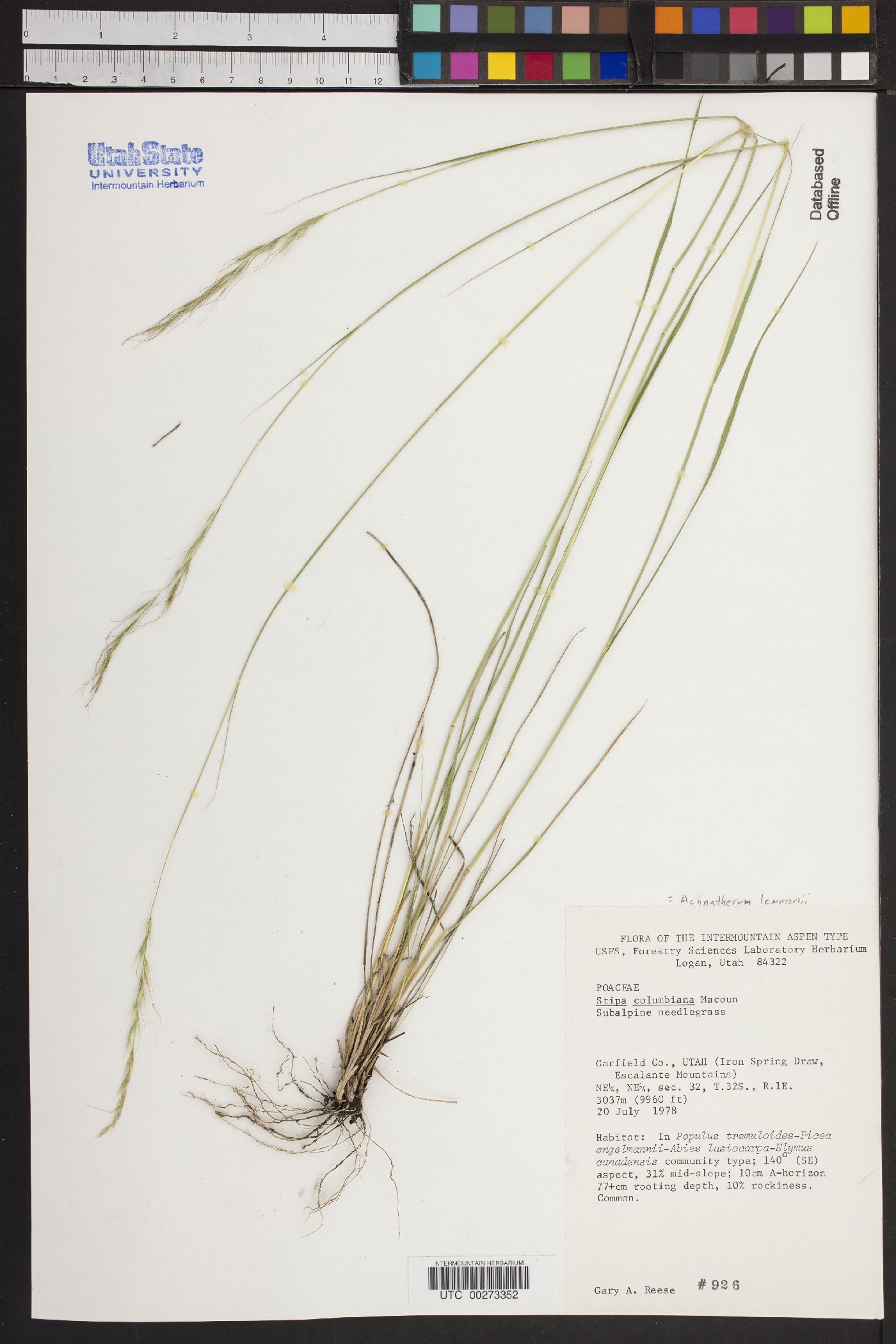 Achnatherum nelsonii subsp. dorei image