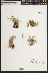 Deschampsia antarctica image