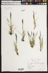 Agrostis variabilis image