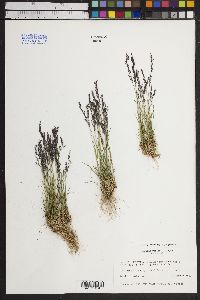 Agrostis variabilis image