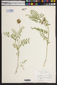 Astragalus agrestis image