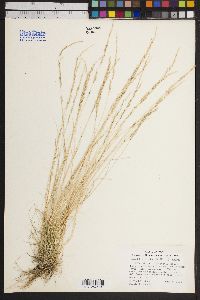 Deschampsia elongata image