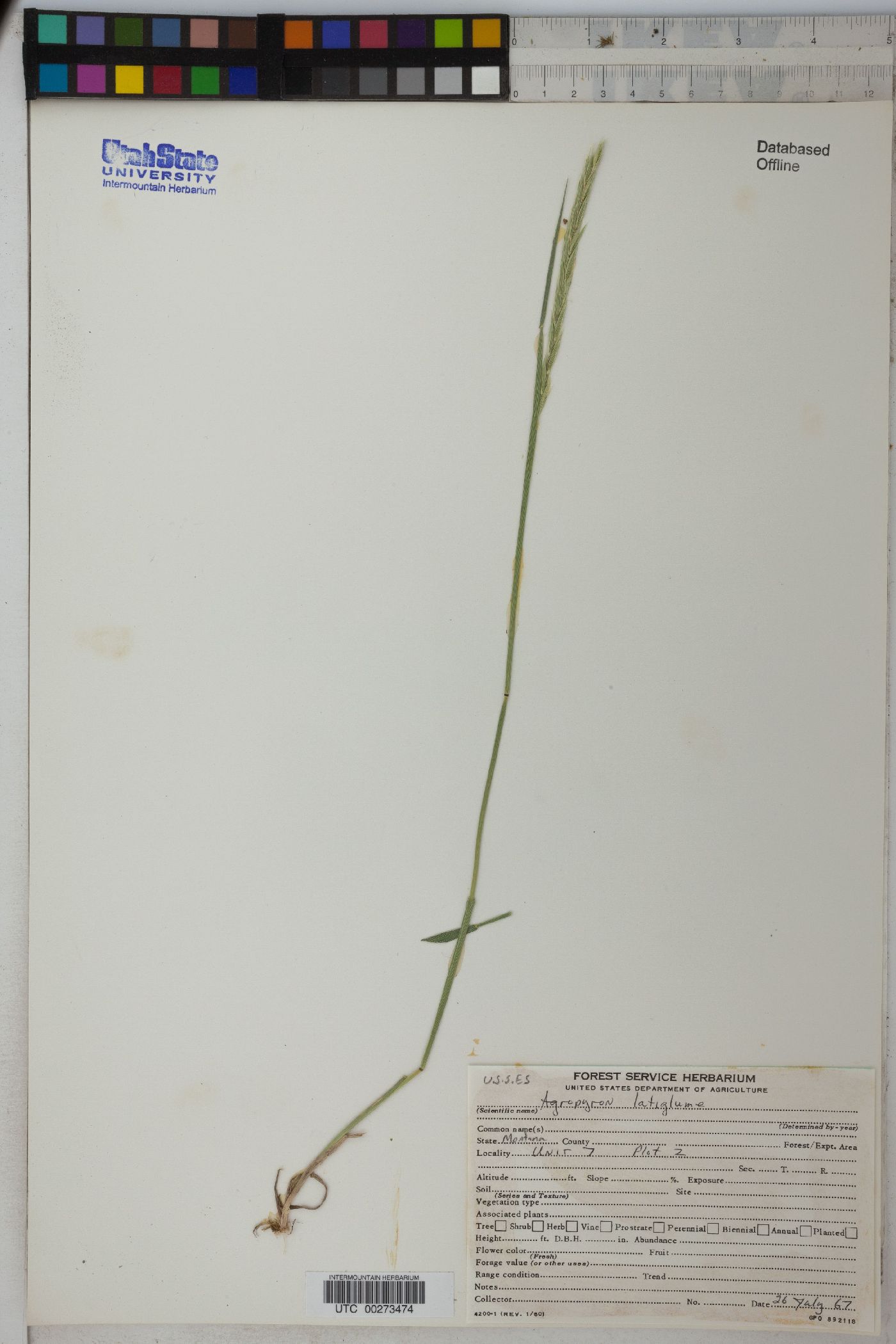 Elymus alaskanus subsp. latiglumis image