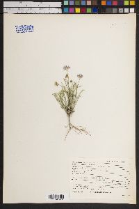 Erigeron pumilus image