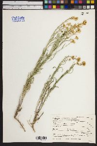 Sisymbrium linifolium image