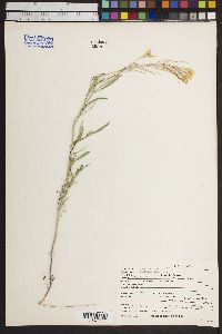 Sisymbrium linifolium image