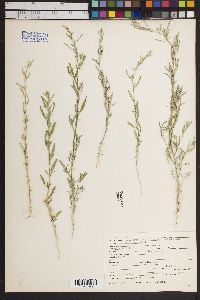 Lupinus caudatus image