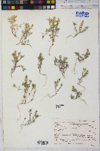 Alyssum desertorum image