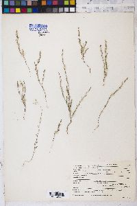 Polygonum douglasii image