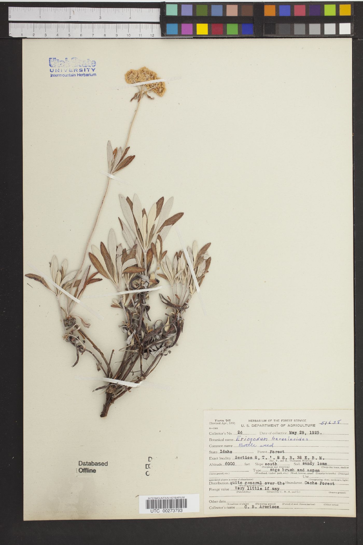 Eriogonum heracleoides var. heracleoides image