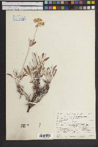 Eriogonum heracleoides image