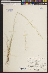 Hesperostipa comata subsp. intermedia image