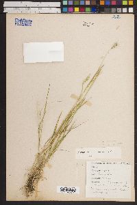 Hordeum bogdanii image