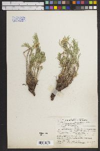 Lomatium nuttallii image