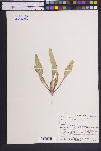 Oenothera subacaulis image
