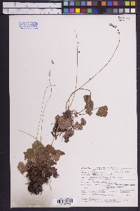 Mitella pentandra image