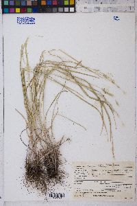 Bromus anomalus image