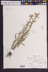 Penstemon radicosus image