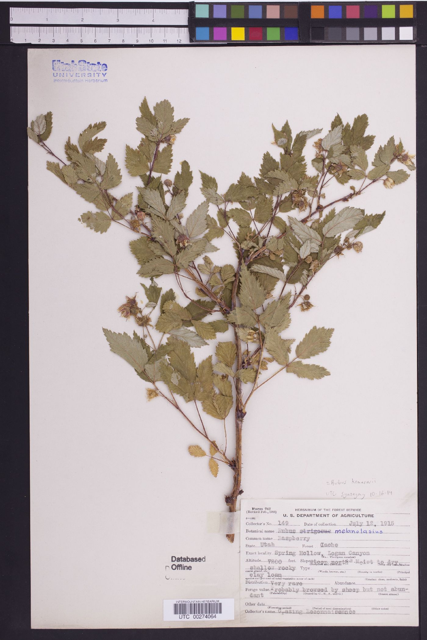 Rubus komarovii image