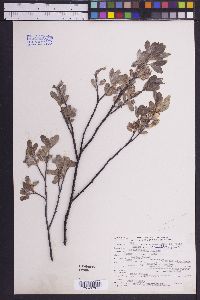 Salix boothii image