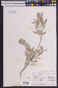 Salix geyeriana image