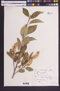 Prunus virginiana var. melanocarpa image