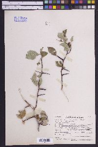 Crataegus douglasii image