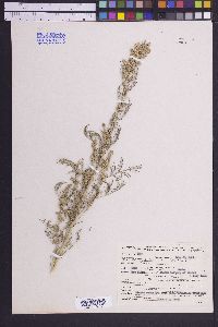 Artemisia abrotanum image