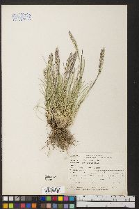 Poa fendleriana subsp. longiligula image