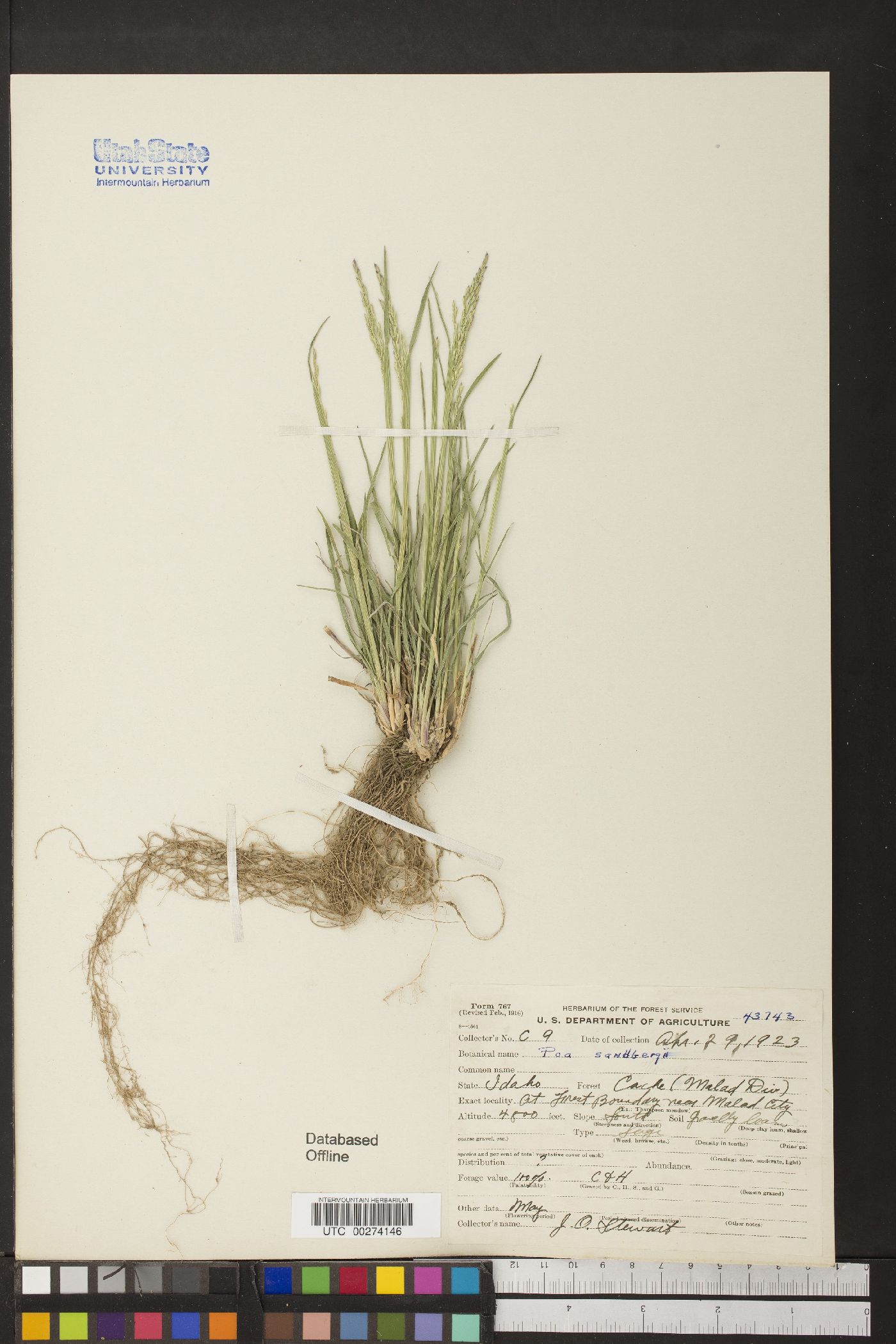 Poa secunda var. nevadensis image