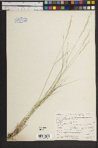 Pseudoroegneria spicata image