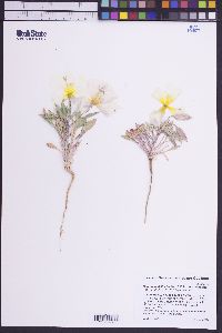 Oenothera deltoides subsp. deltoides image