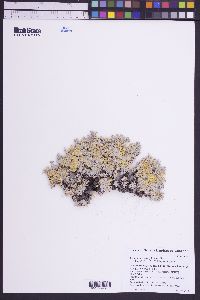 Eriogonum caespitosum image