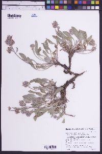 Phacelia hastata image