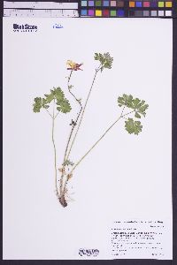 Aquilegia formosa image