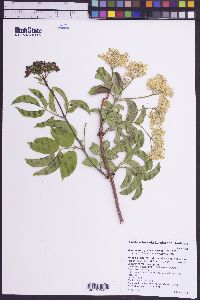 Sambucus cerulea image