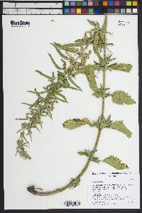 Urtica dioica image