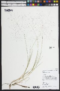 Muhlenbergia asperifolia image