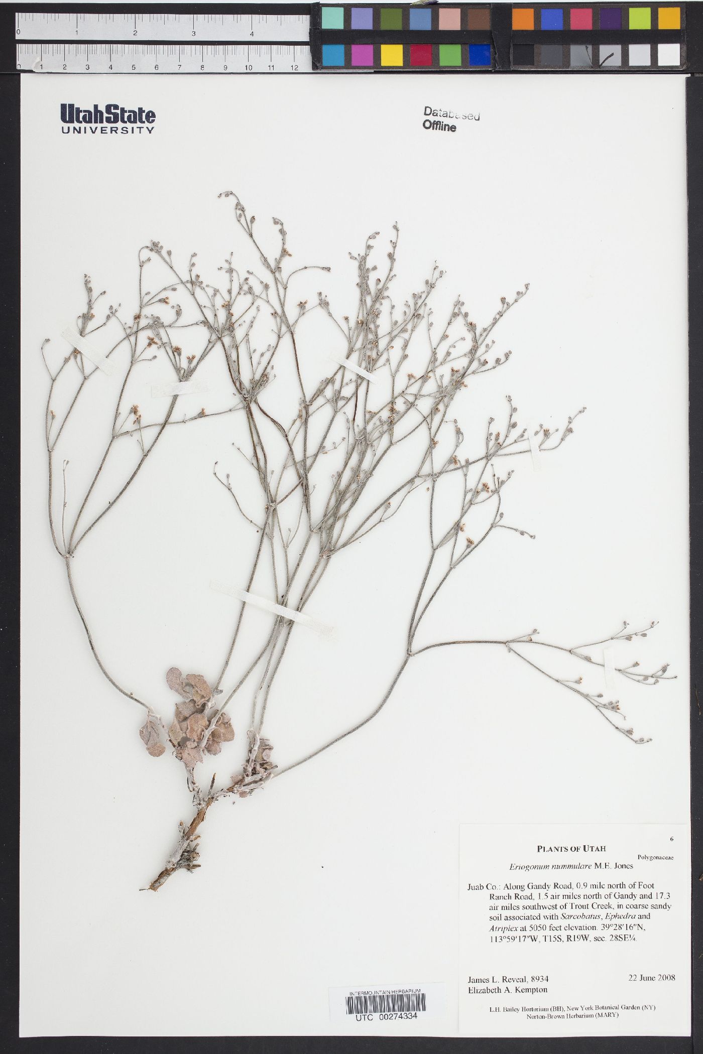 Eriogonum nummulare image