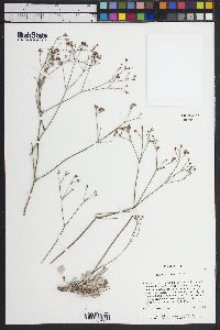 Eriogonum ostlundii image
